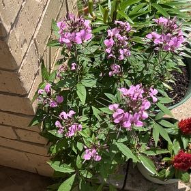 Photo of the plant species Cleome Hassleriana by @Wathamani named Tree Diddy on Greg, the plant care app