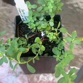 Photo of the plant species Common St. John's Wort by @Wathamani named Morgan Treeman on Greg, the plant care app