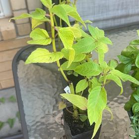 Photo of the plant species Wild Bergamot by @Wathamani named Sherlock on Greg, the plant care app