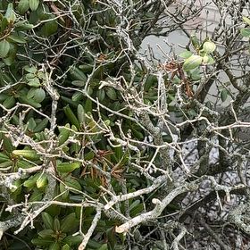 Photo of the plant species Pōhutukawa by @KeenKiekie20 named Bruce Lee on Greg, the plant care app