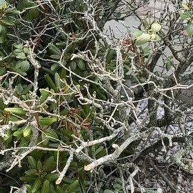 Photo of the plant species Japanese Cheesewood by @KeenKiekie20 named Duke on Greg, the plant care app