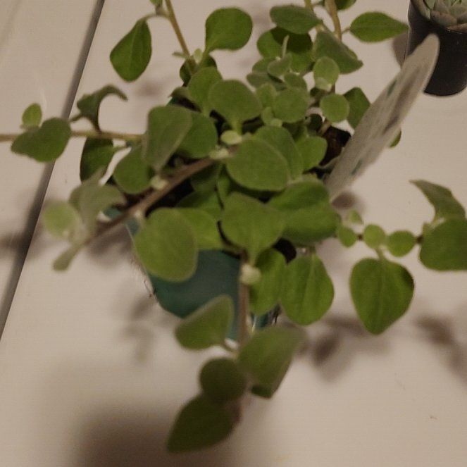 Photo of the plant species Helichrysum 'White Licorice' by @ShrewdApple31 named Planty on Greg, the plant care app