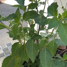 Photo of the plant species Black Nightshade by @DollBlueoak97 named Rainier on Greg, the plant care app
