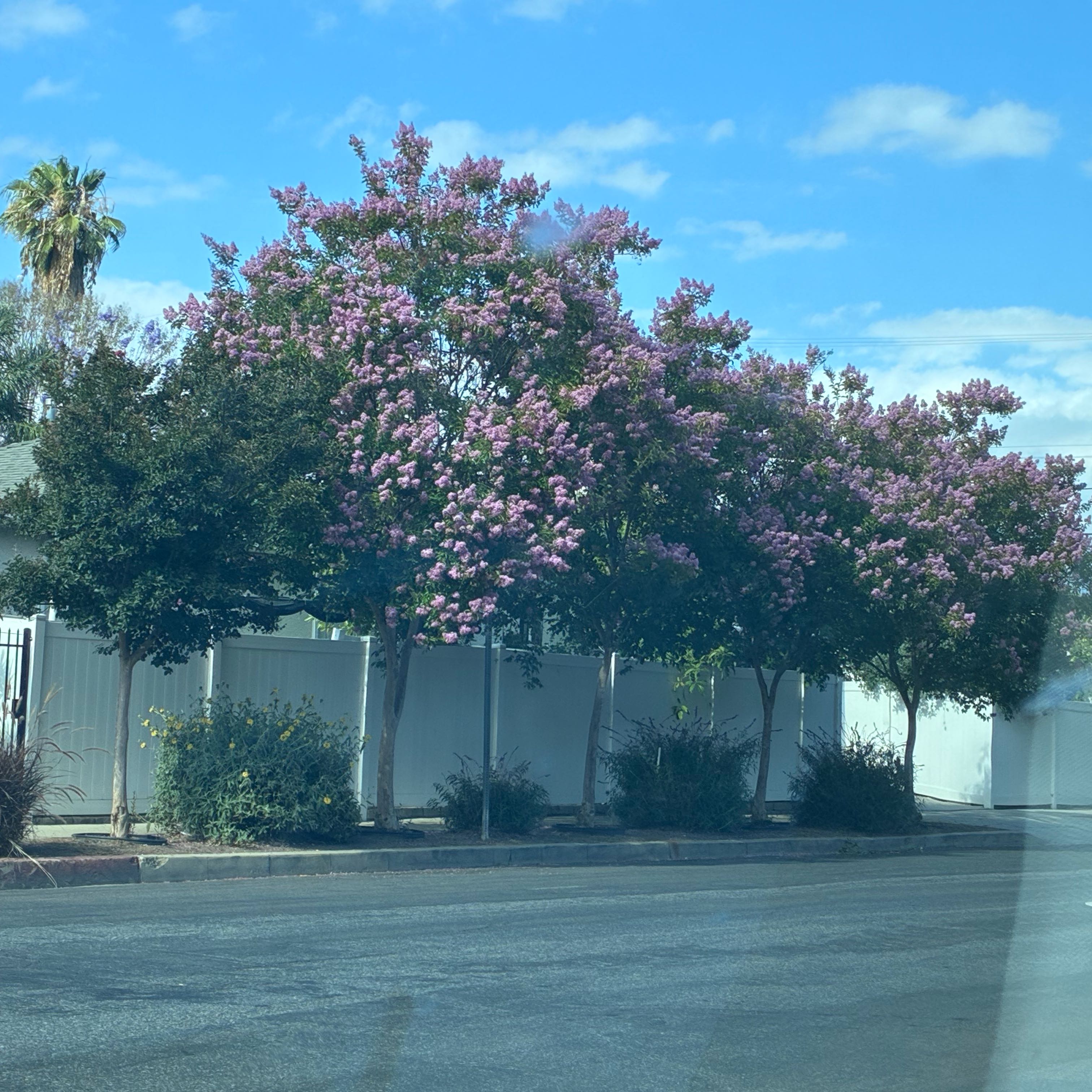 Photo of the plant species Giant Crepe Myrtle by @DollBlueoak97 named Michelle Branch on Greg, the plant care app