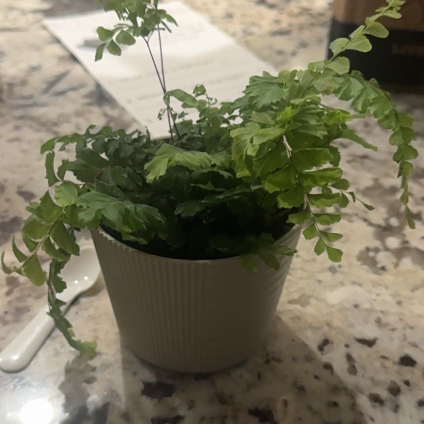 Photo of the plant species Adiantum 'Bronze Venus' by @ZippyAgarito42 named Football on Greg, the plant care app