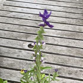 Photo of the plant species Annual Clary by Aran named Hamilton on Greg, the plant care app