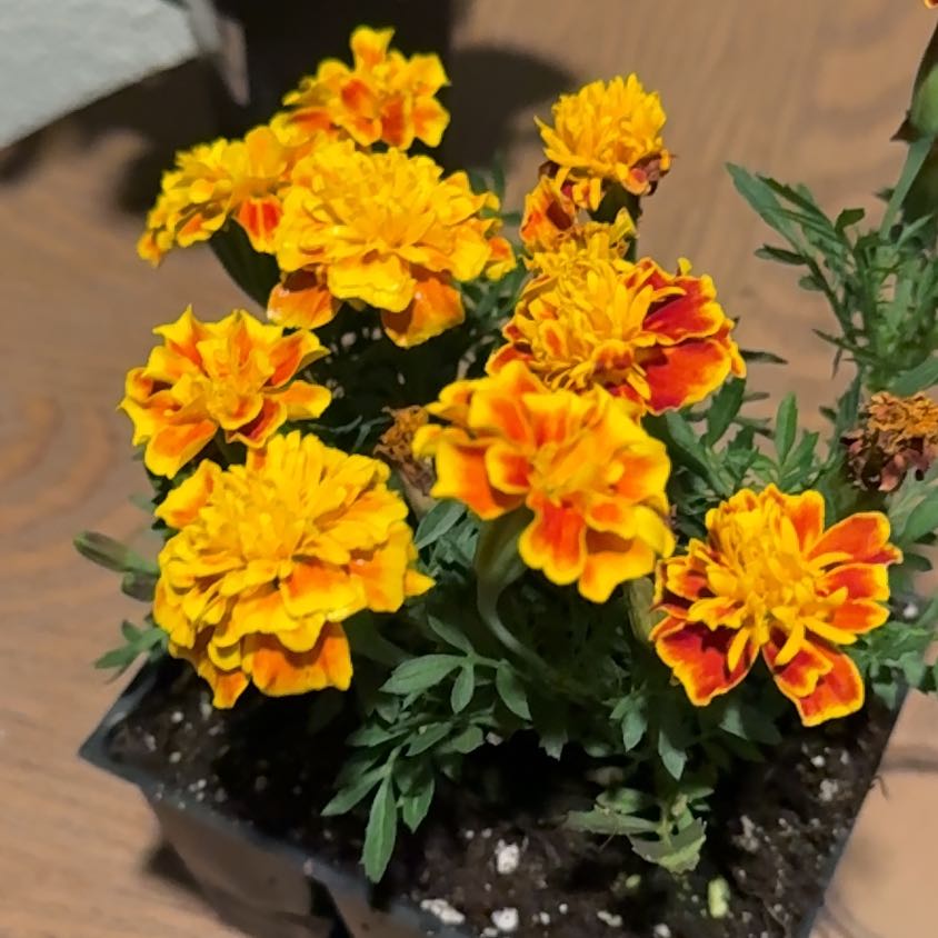 Photo of the plant species French Marigold by @ZealousFeijoa56 named Sigmund on Greg, the plant care app