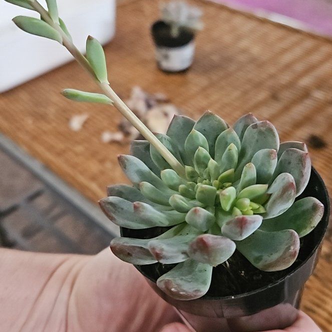 Photo of the plant species Sedeveria 'Blue Elf' by @CleanSweetflag named Blue Elf on Greg, the plant care app