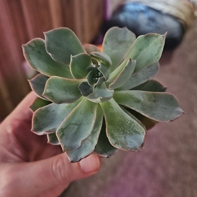 Photo of the plant species Echeveria Subsessilis by @CleanSweetflag named Subsessilis on Greg, the plant care app