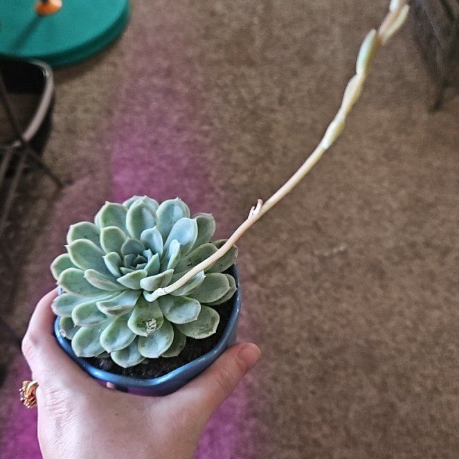 Photo of the plant species Echeveria 'Arctic Ice' by @CleanSweetflag named Artic ice on Greg, the plant care app
