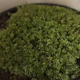 Photo of the plant species Toothed Plagiomnium Moss by @ReputableKale80 named Rugby on Greg, the plant care app