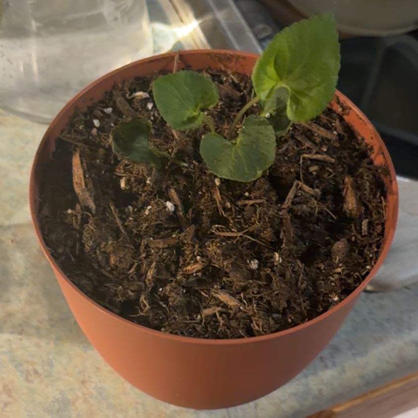 Photo of the plant species Common Blue Violet by @ReputableKale80 named Sanders on Greg, the plant care app