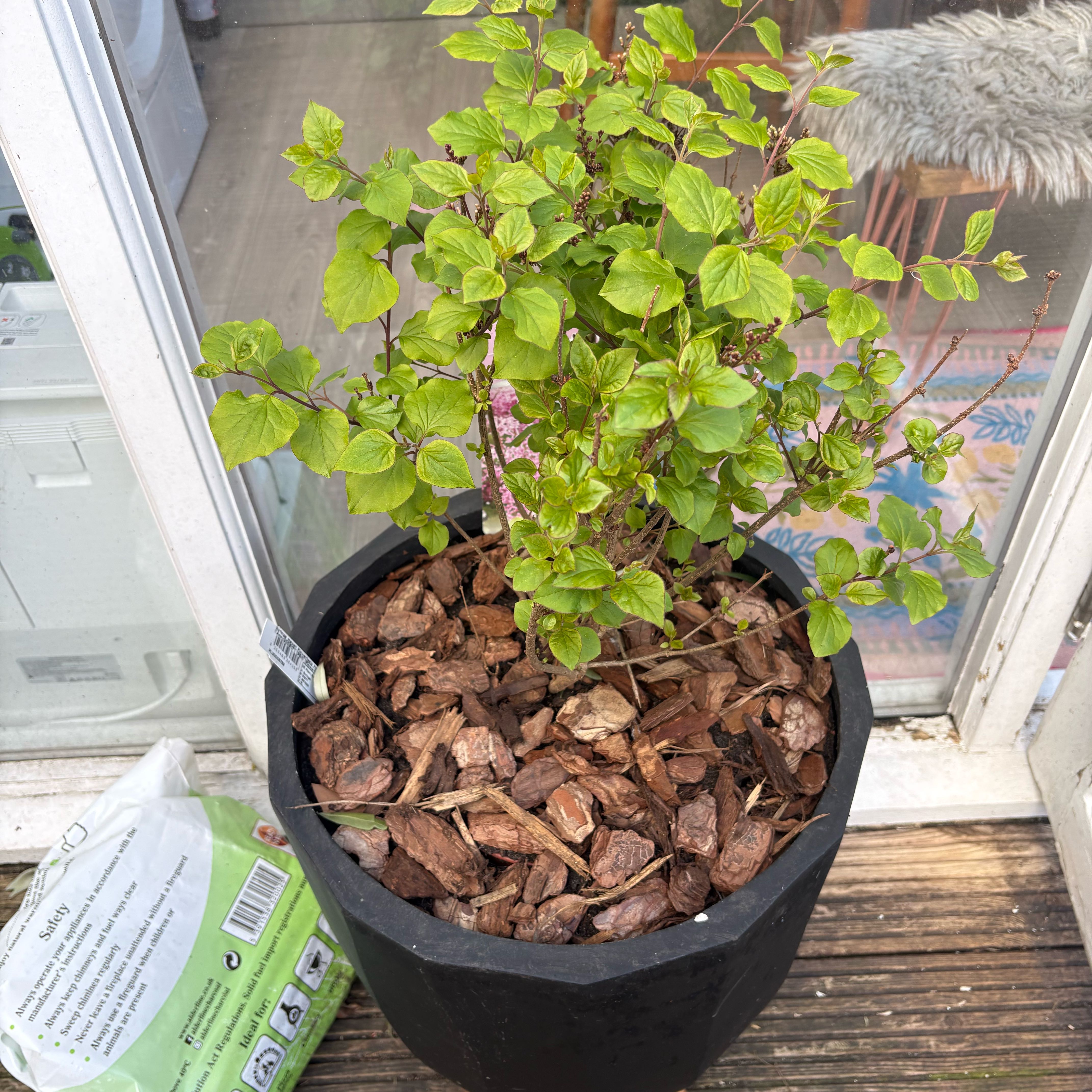 Photo of the plant species Dwarf korean lilac by @SageChisme82 named Queen on Greg, the plant care app