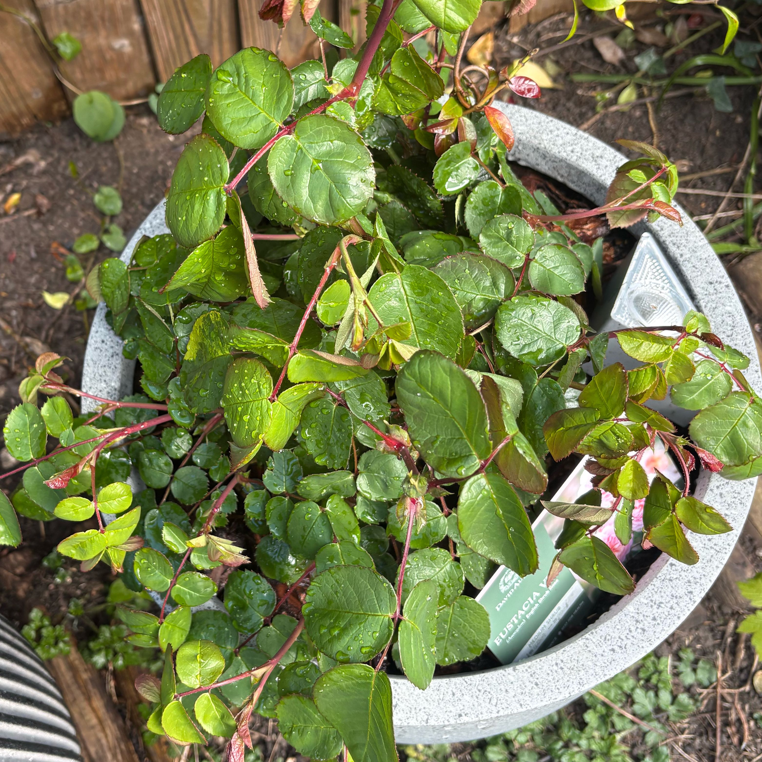 Photo of the plant species Eustace Vye Rose by @SageChisme82 named Eustace on Greg, the plant care app