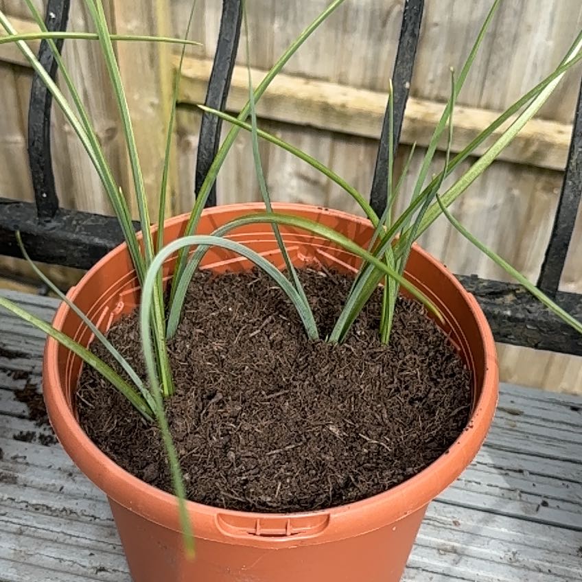 Photo of the plant species Dutch Iris 'Hollandica Mix' by @JazzyRhodora96 named Hemingway on Greg, the plant care app