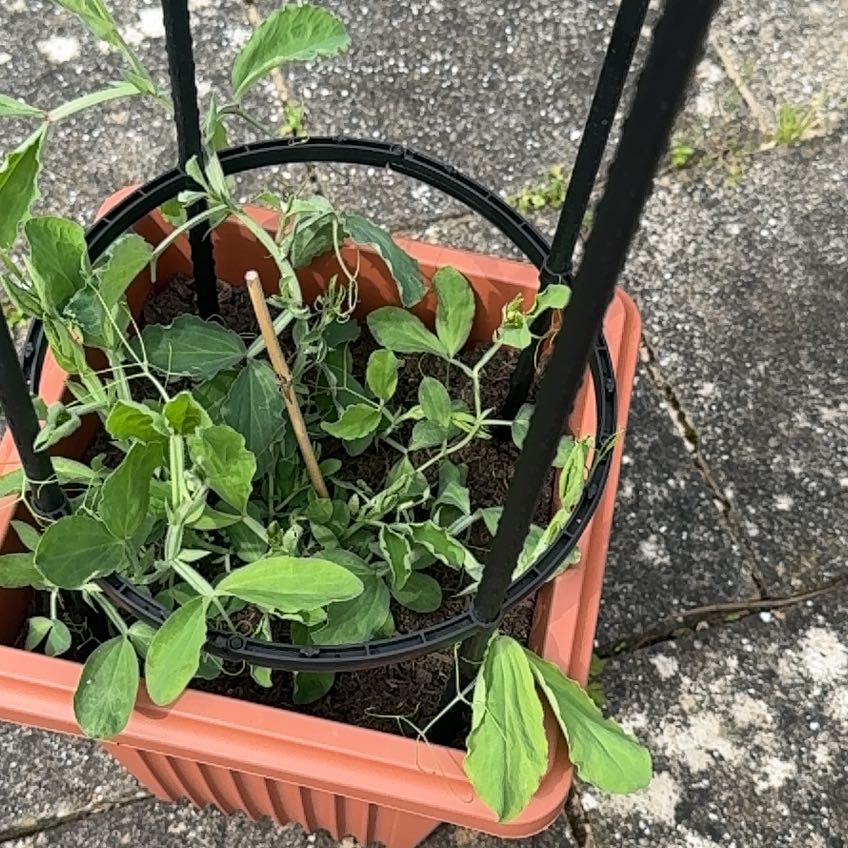 Photo of the plant species Annual Sweet Pea by @JazzyRhodora96 named Sage on Greg, the plant care app