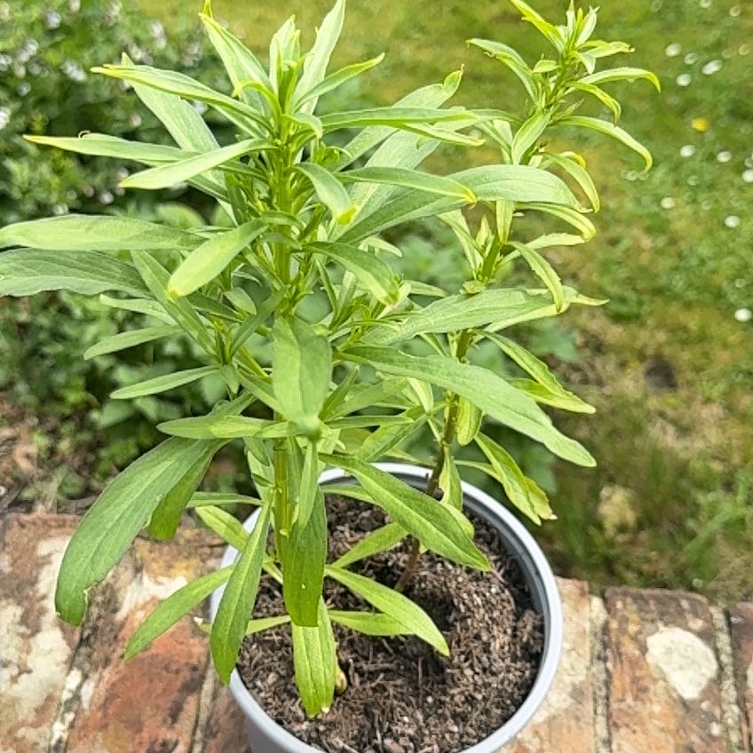 Photo of the plant species Iberis Umbellata by @JazzyRhodora96 named Lavender on Greg, the plant care app