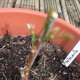 Photo of the plant species American Wisteria by @JazzyRhodora96 named Drake on Greg, the plant care app