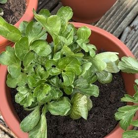 Photo of the plant species Ranunculus 'Mixed' by @JazzyRhodora96 named Rihanna on Greg, the plant care app