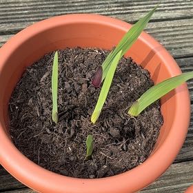 Photo of the plant species Disa gladioliflora subsp. gladioliflora by @JazzyRhodora96 named Zeus on Greg, the plant care app