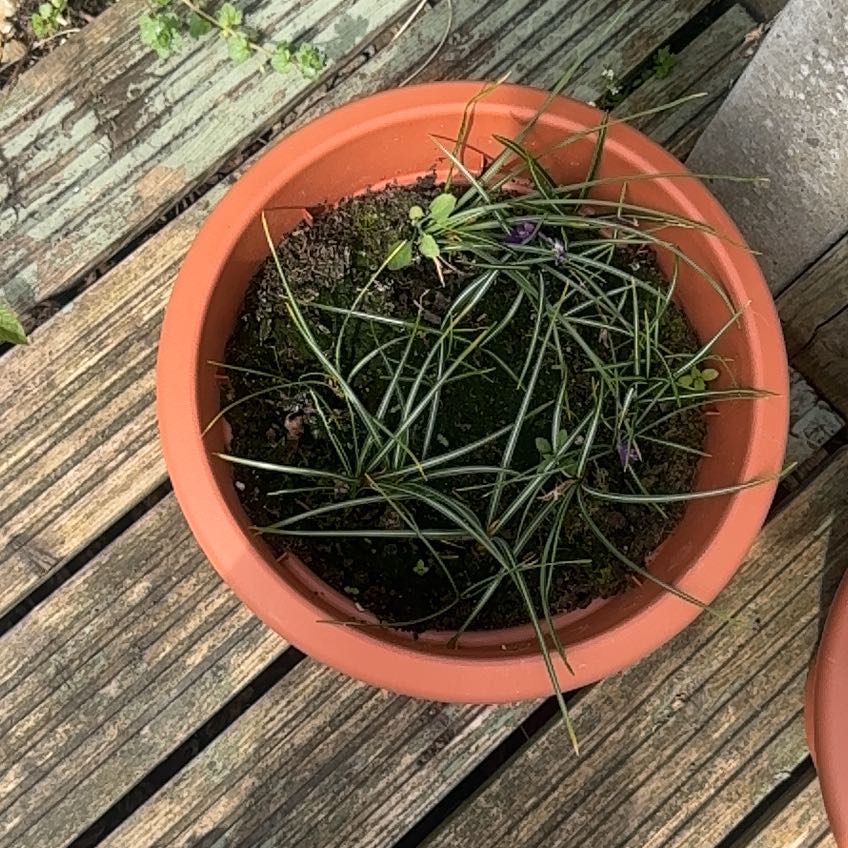 Photo of the plant species Spring Crocus by @JazzyRhodora96 named Gregarious on Greg, the plant care app