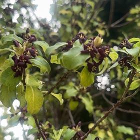 Photo of the plant species Black Matipo by @JazzyRhodora96 named Beyonce on Greg, the plant care app