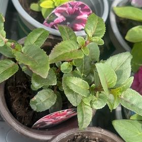 Photo of the plant species Tree Fuschia by @JazzyRhodora96 named Mando on Greg, the plant care app