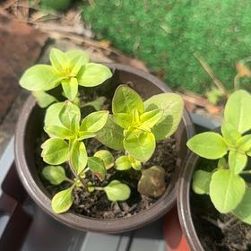 Photo of the plant species Lindley's Clarkia by @JazzyRhodora96 named Denali on Greg, the plant care app