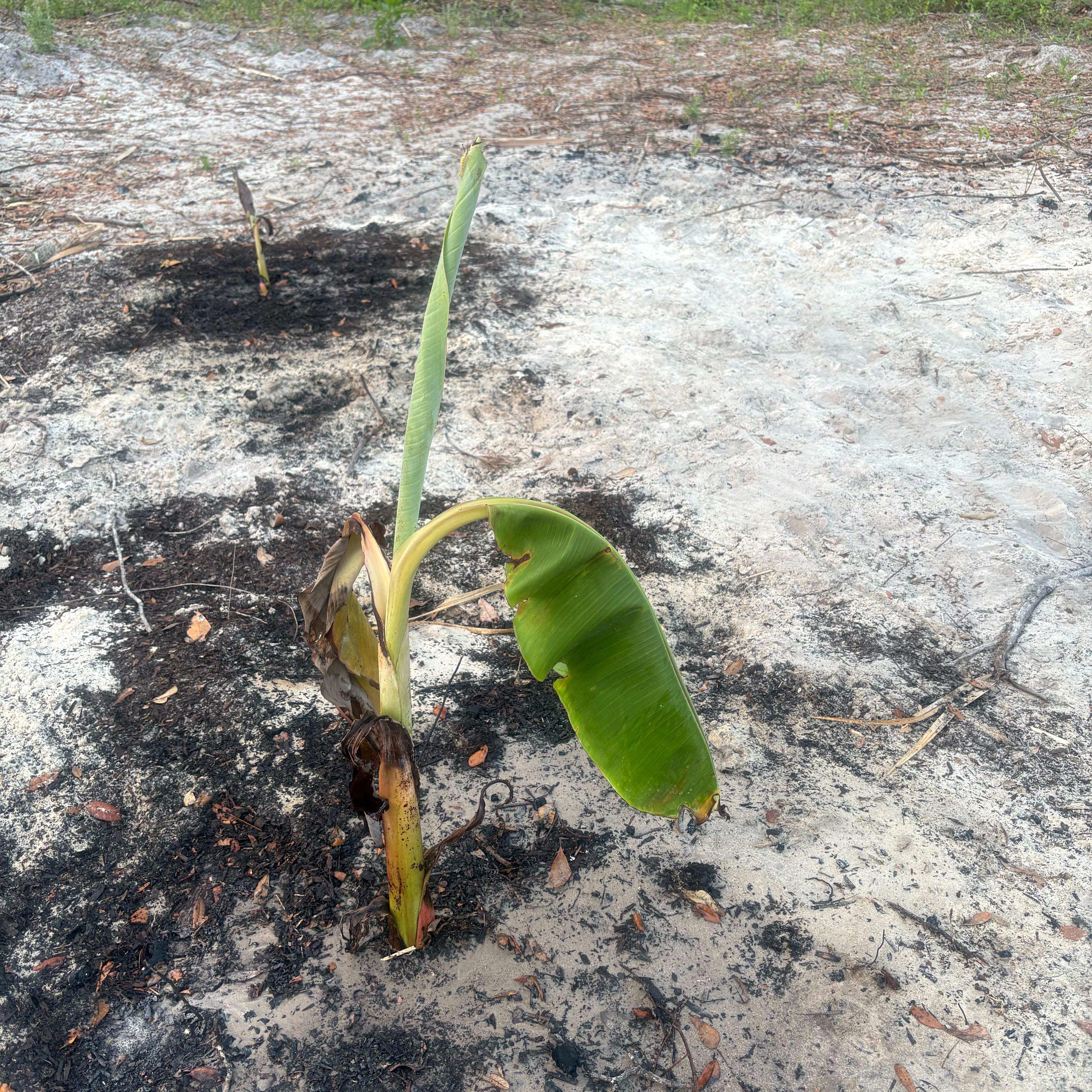 Photo of the plant species Namwa Banana by @SvelteFord15 named Diana on Greg, the plant care app
