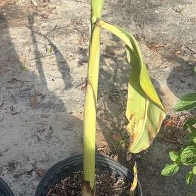 Photo of the plant species Blue Java Banana Tree by @SvelteFord15 named Treeyoncé on Greg, the plant care app