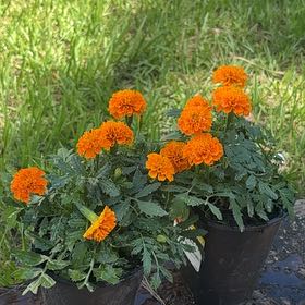 Photo of the plant species Marigold by @SvelteFord15 named Goldilocks on Greg, the plant care app