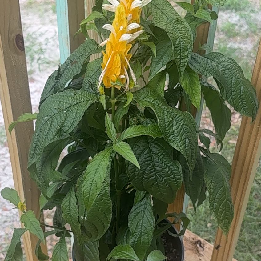 Photo of the plant species Lollipop Plant by @SvelteFord15 named Kardashian on Greg, the plant care app