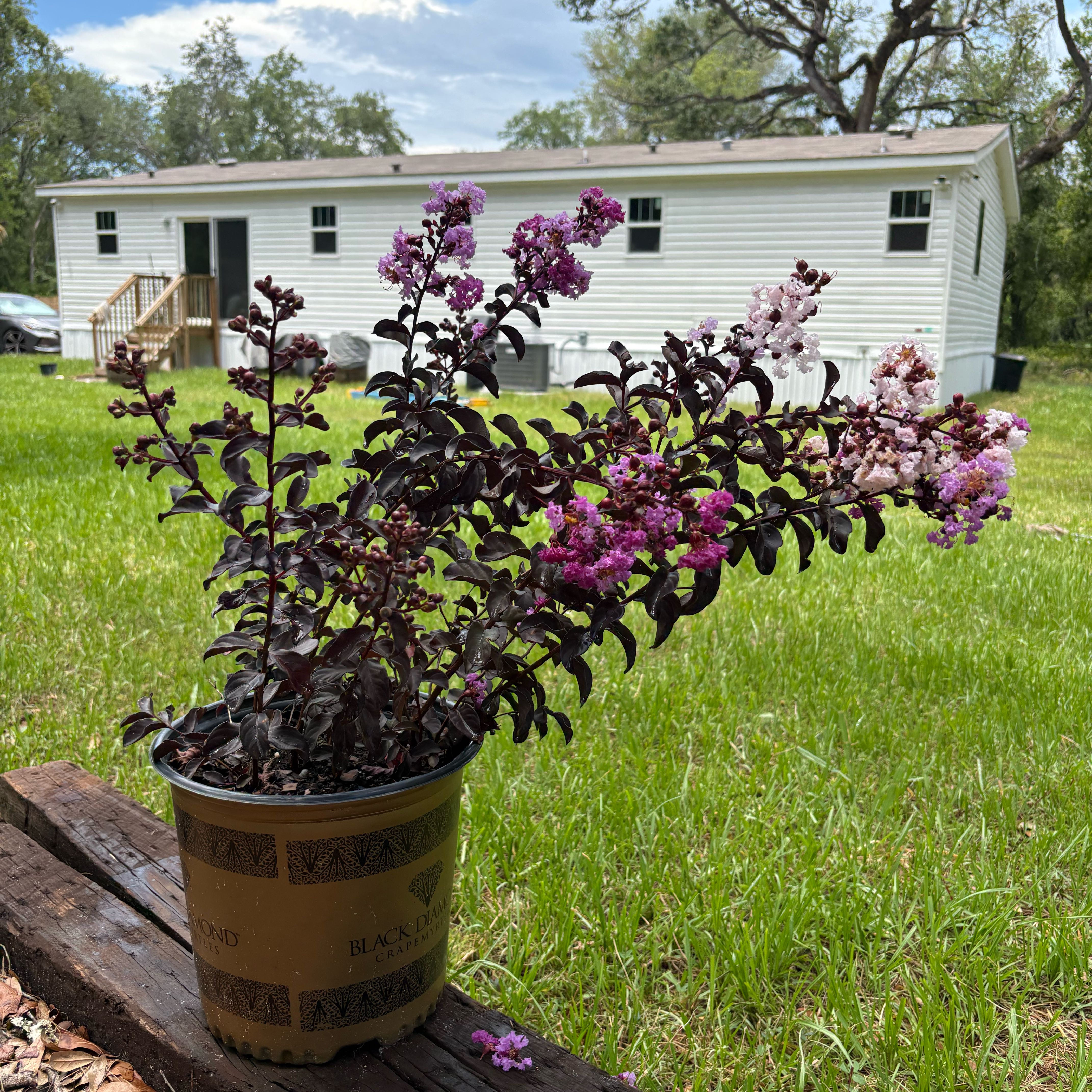 Photo of the plant species Crape Myrtle by @SvelteFord15 named Zeus on Greg, the plant care app