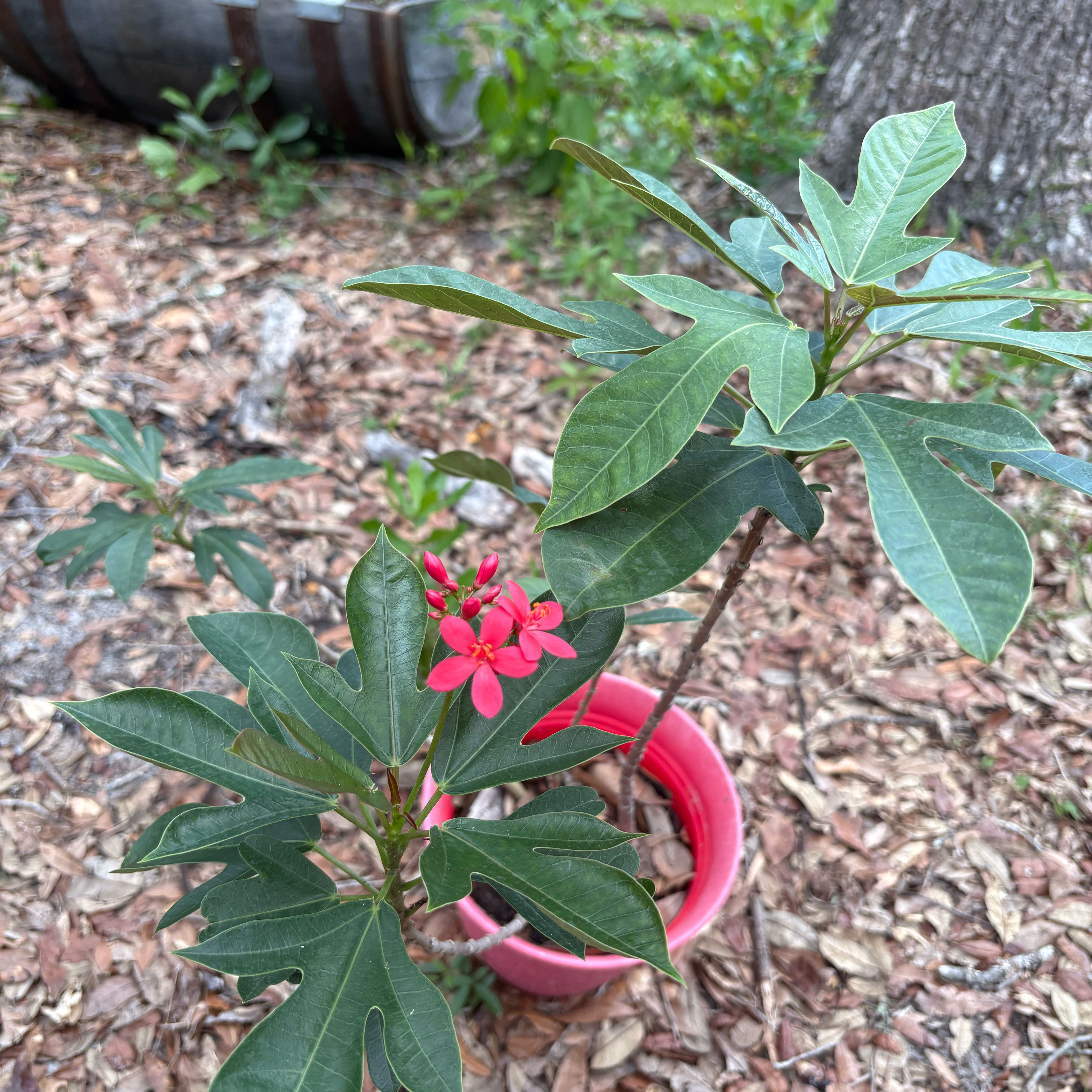 Photo of the plant species Spicy Jatropha by @SvelteFord15 named Zion on Greg, the plant care app
