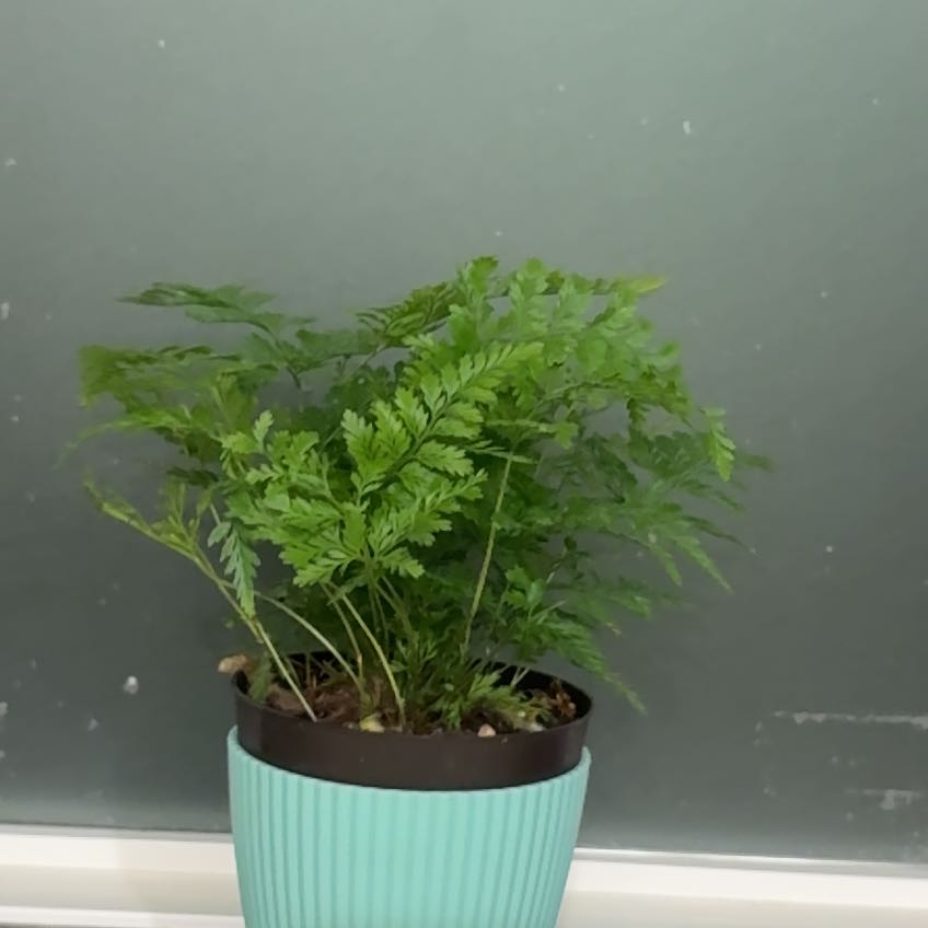 Photo of the plant species Fluffy Ruffles Fern by @SvelteFord15 named Nemo on Greg, the plant care app