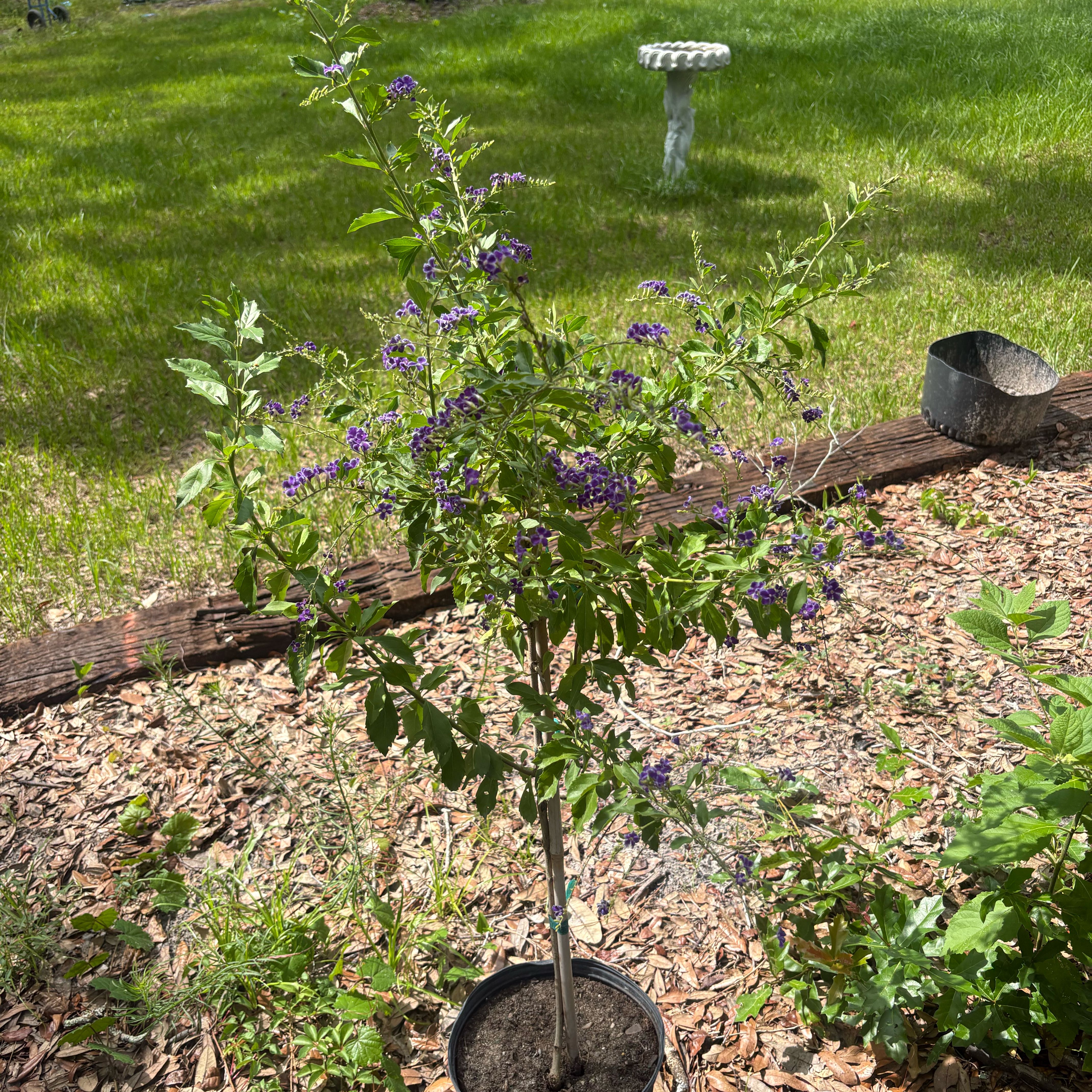 Photo of the plant species Pigeon Berry by @SvelteFord15 named Orwell on Greg, the plant care app