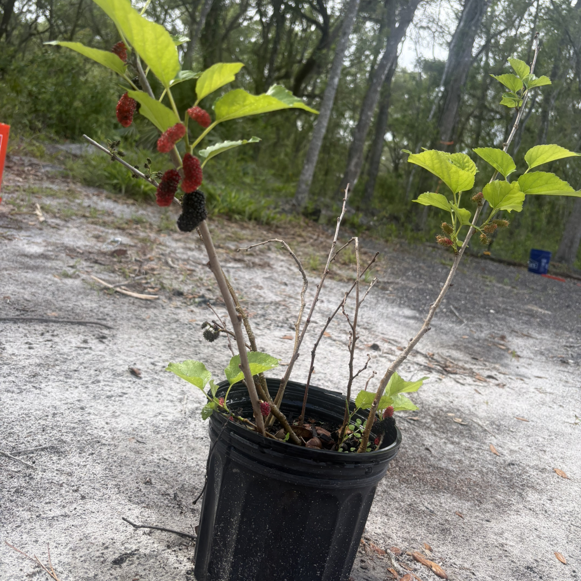 Photo of the plant species Black Mulberry by @SvelteFord15 named Curie on Greg, the plant care app