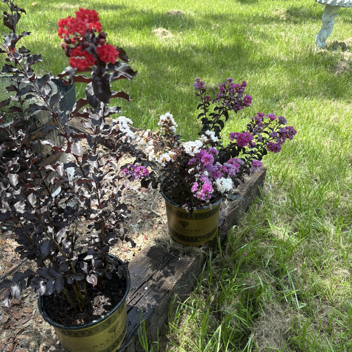 Photo of the plant species Crape Myrtle by @SvelteFord15 named Zeus on Greg, the plant care app