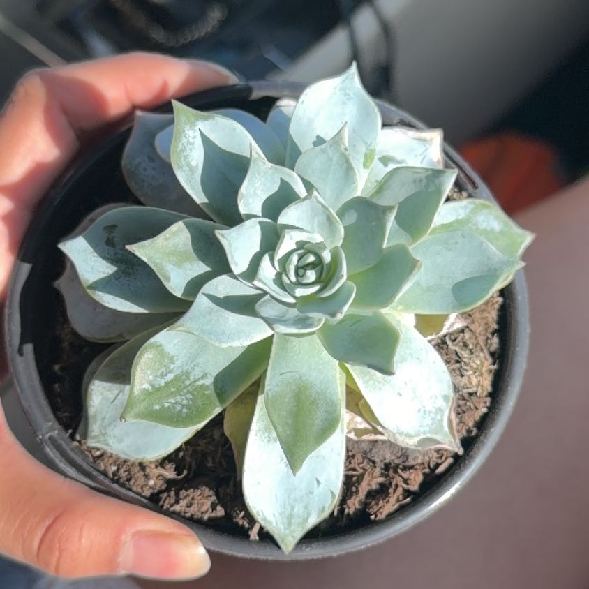 Photo of the plant species Echeveria peacockii hybrid by @ValidAlbo68 named Tolkien on Greg, the plant care app