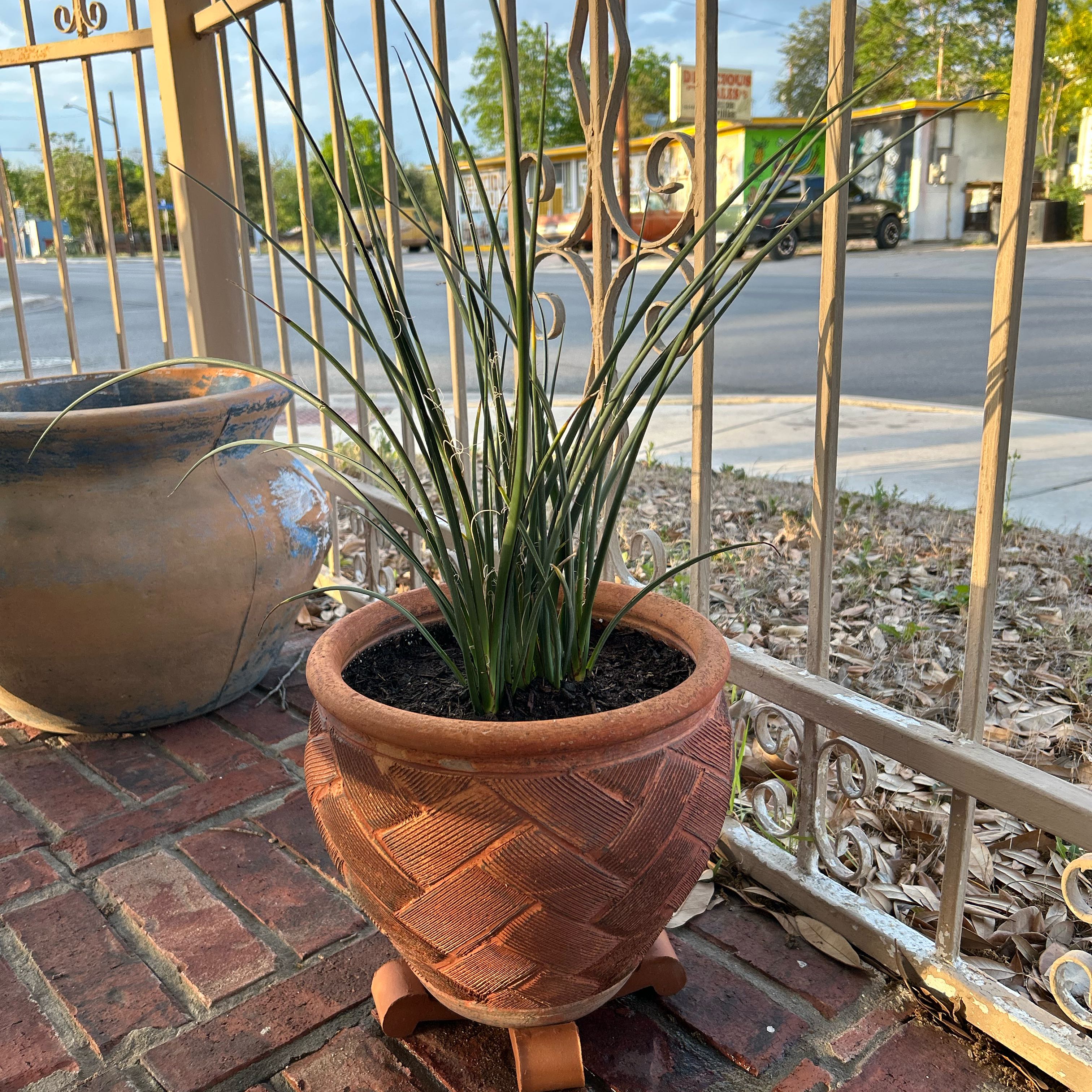 Photo of the plant species Red Yucca by @DiadelosHuertas named Conception on Greg, the plant care app