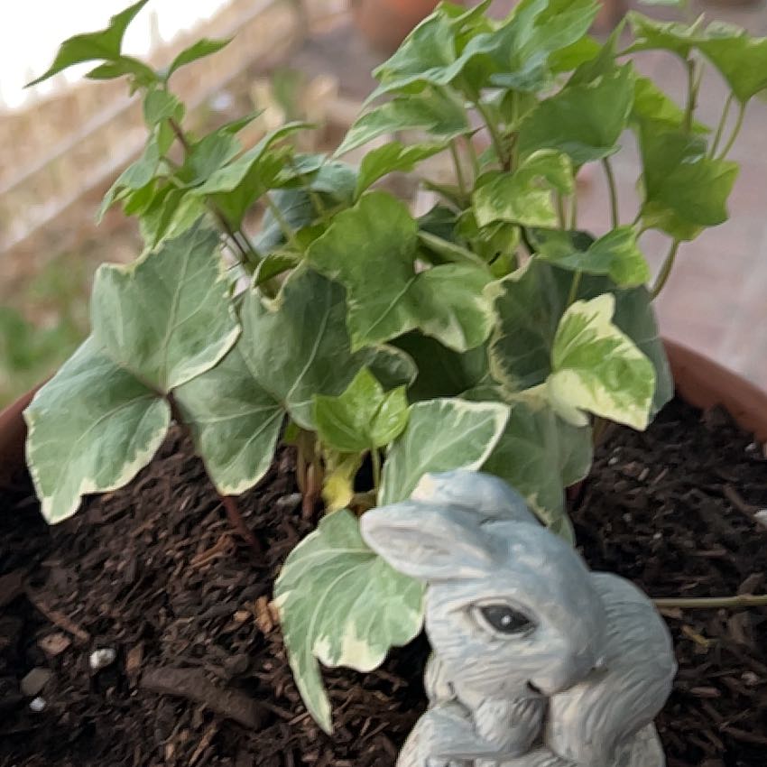 Photo of the plant species Ivy by @DiadelosHuertas named Lola on Greg, the plant care app