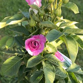 Photo of the plant species Lavender Crush Climbing Rose by @FruitfulGalega named Drake on Greg, the plant care app