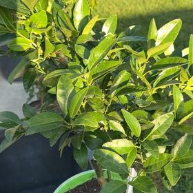 Photo of the plant species Mexican Lime by @FruitfulGalega named Hemingway on Greg, the plant care app