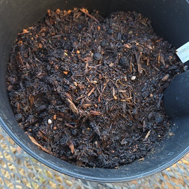 Photo of the plant species avocado seed by @WhizHopsage52 named Maya on Greg, the plant care app