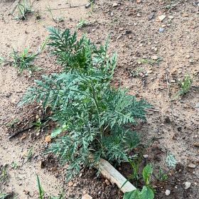 Photo of the plant species Common Ragweed by @AlertLacealoe78 named Sproutacus on Greg, the plant care app