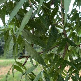 Photo of the plant species Pecan by @AlertLacealoe78 named Navajo on Greg, the plant care app