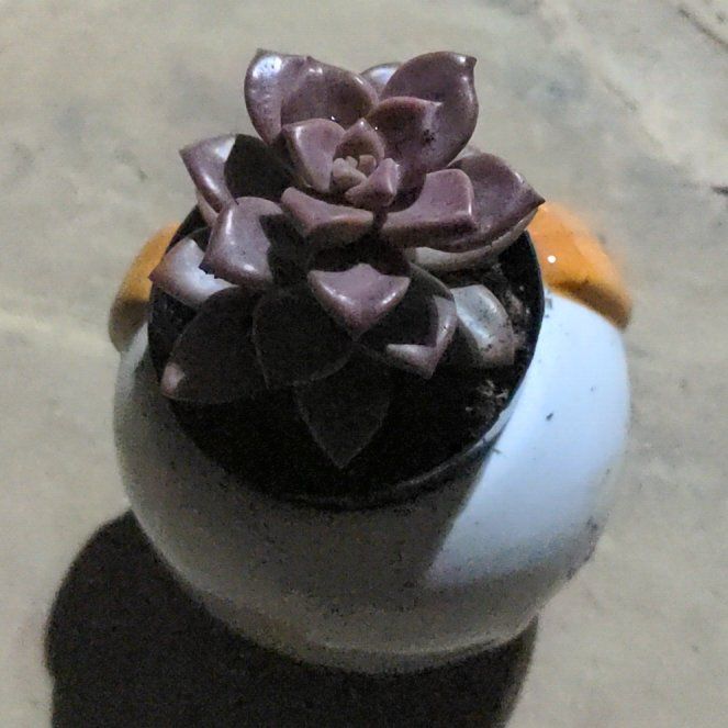 Photo of the plant species Graptosedum 'Vera Higgins' by @FunKaramu51 named Lagoona on Greg, the plant care app