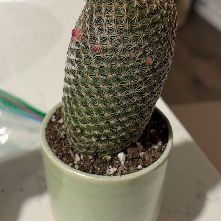 Photo of the plant species Wave Cactus by @ThumbXandra7 named Bella on Greg, the plant care app