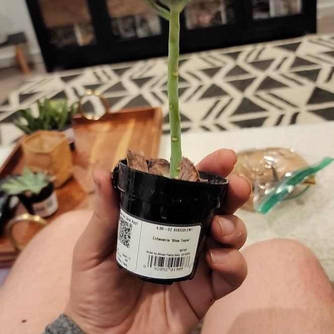 Photo of the plant species Echeveria Blue Topaz by @FineBluebean16 named Maya on Greg, the plant care app