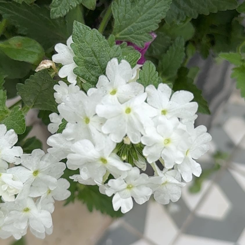 Photo of the plant species Slender Vervain by @TopNoni39 named Prince on Greg, the plant care app